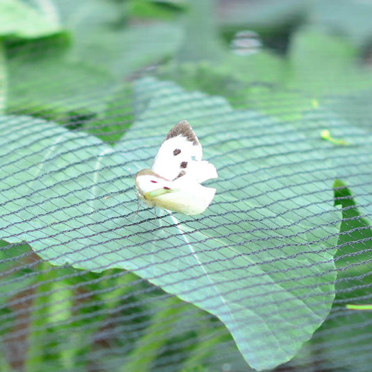 butterfly netting with butterfly on top