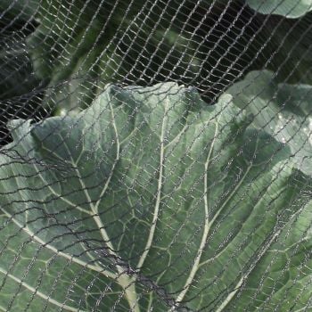 soft butterfly black netting laid over vegetables