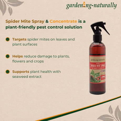 Spider Mite Spray & Concentrate bottle with product details on a beige background