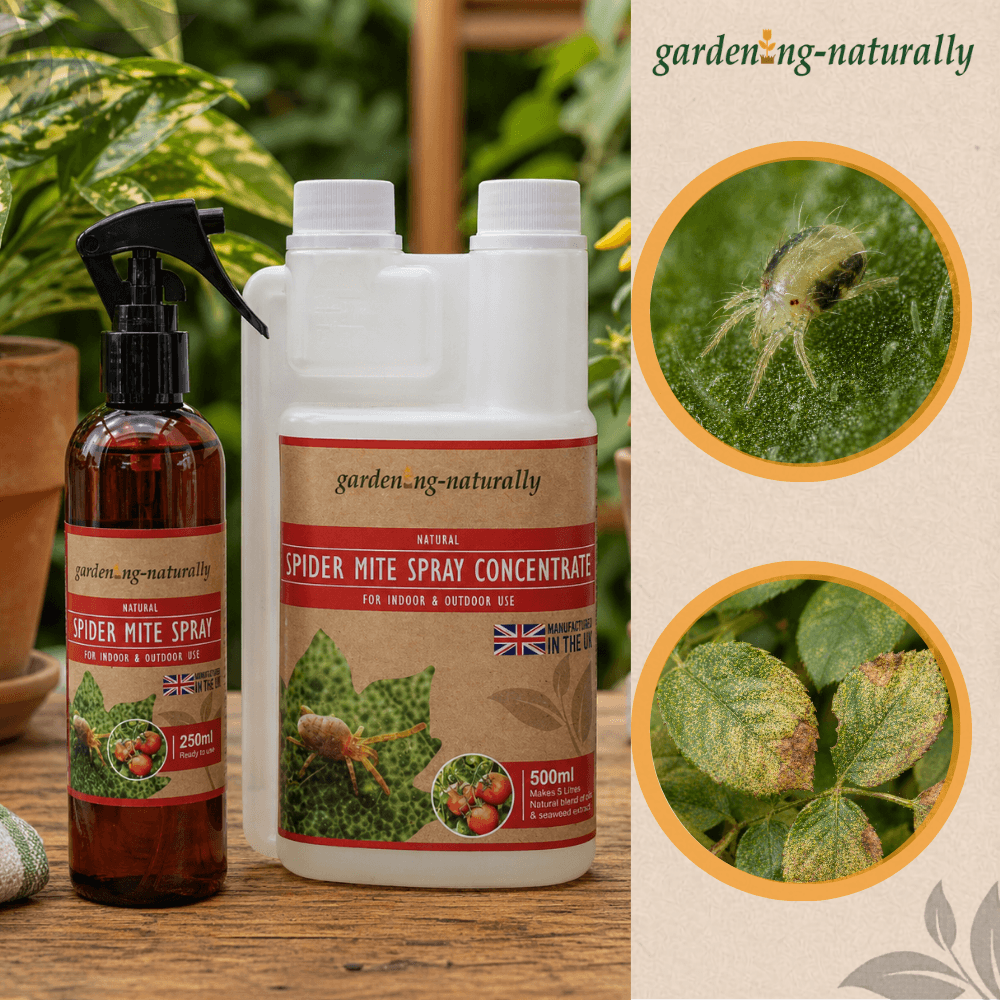 spider mite spray for indoor plants Spider Mite Spray & Concentrate 250ml / 500ml Plant Treatment – Gardening Naturally