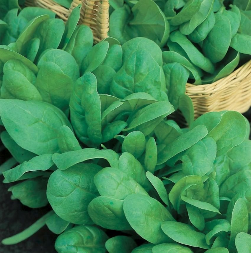 A close-up of lush green spinach leaves in a garden.
