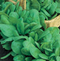 A close-up of lush green spinach leaves in a garden.