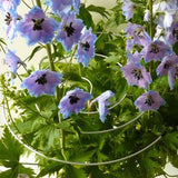 Spiral plant support wrapped into a plant with flowers