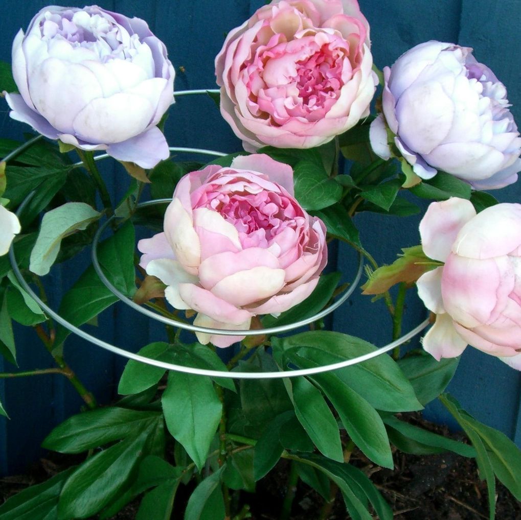 A spiral plant support structure with multiple layers, containing and supporting pink and white peony flowers and green leaves.
