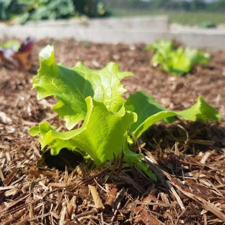 strulch straw for garden