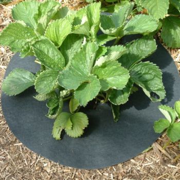 Strawberry Mats/Collars With Copper