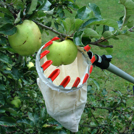 fruit picking basket collecting fruit