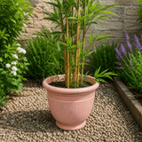 Potted plant in a garden setting with a stone wall and flowers in the background