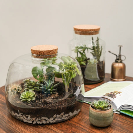 bowl shape glass terrarium kit