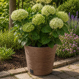Potted plant with green flowers in a garden setting
