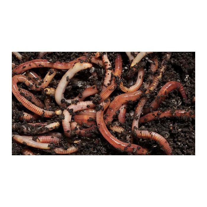 Tiger Worms Ideal for Your Wormery Composter