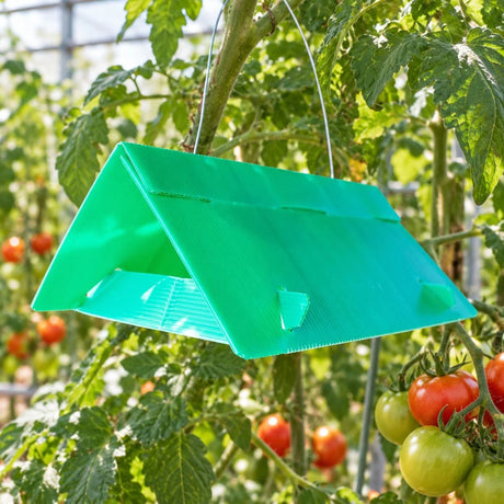 tomato leaf viner green trap in tomato plant hanging