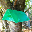 A green, triangular-shaped tomato leaf miner trap hanging from a tree branch outdoors.