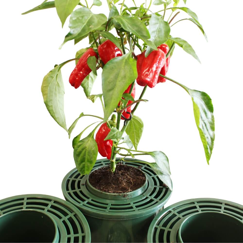 Tomato Mini Growpots for Easy Feeding & Watering Chilli plant