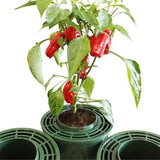 Tomato Mini Growpots for Easy Feeding & Watering Chilli plant
