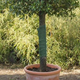 Potted tree with green jute band on trunk