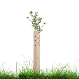 A biodegradable tree guard installed in the grass, with a young tree starting to grow at the top.