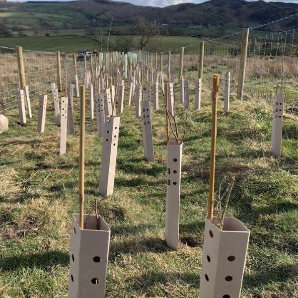 Biodegradable Tree Guards