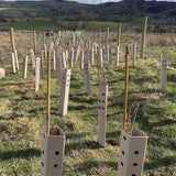 Biodegradable Tree Guards