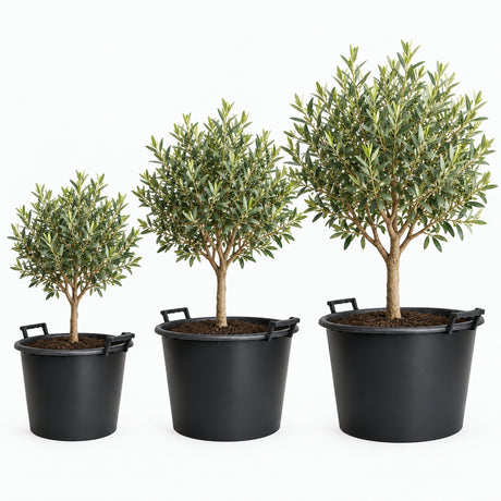 Three potted olive tree plants in black plastic tree pots, shown in ascending sizes against a plain white background.