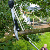 Tree pruner cutting a branch in a garden setting