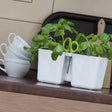 kitchen herb flowerpots in white
