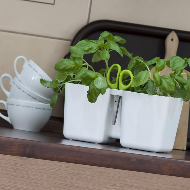 kitchen herb flowerpots in white