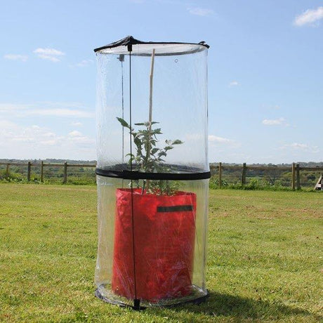 A clear plastic tomato cloche twist-up design standing on a grassy field, covering a plant inside.