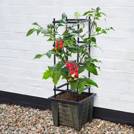 Tomato trellis climber with plant pot finished in an antique bronze