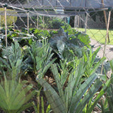 low veg cage with netting protecting tall crop