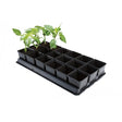 A black plastic vegetable growing tray with 18 square pots, couple of the pots has a plant growing in it.