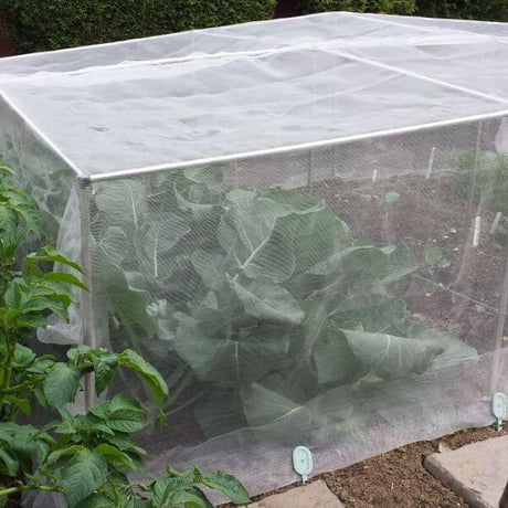 Low cage with veggiemesh insect netting, cabbages underneath in garden