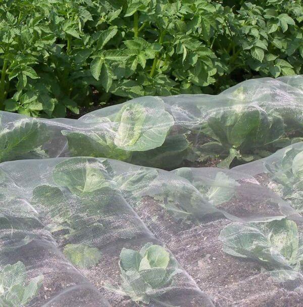A section of Veggiemesh netting, designed to keep insects out, laid over a vegetable crop.