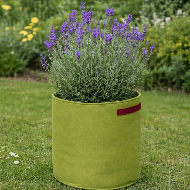 Potted lavender plant in a green fabric pot on grass with flowers in the background
