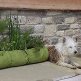 Plants in Vigoroot plant tube