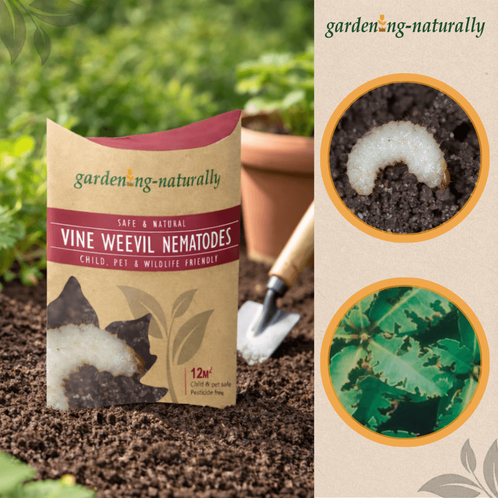 Package of Vine Weevil Nematodes with gardening tools and plants in the background