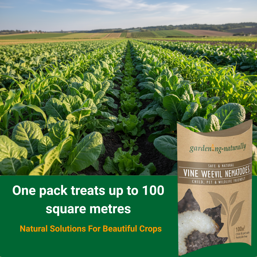 vine weevil nematodes showing healthy crops and a packet of vine weevil nematodes