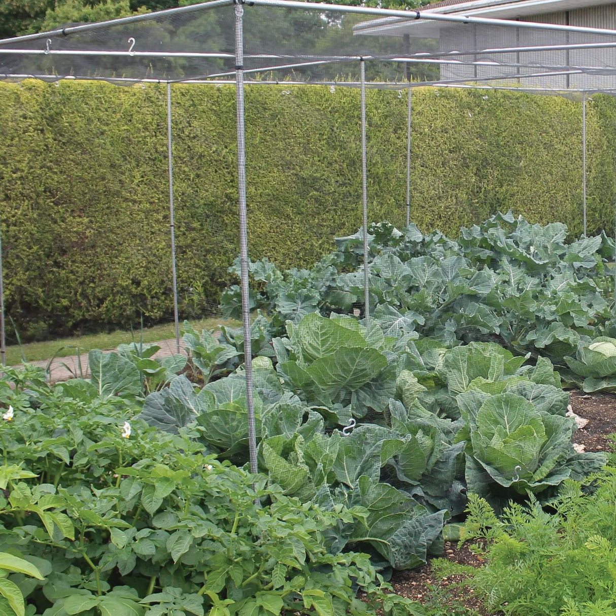 Vegetable garden with cabbages and other plants under a metal frame