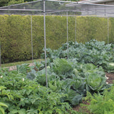 Vegetable garden with cabbages and other plants under a metal frame