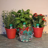 Water Waiters Holiday Watering For Houseplants Pack of 3