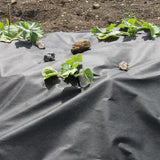 A piece of black weed control fabric laid out on soil with plants and rocks on top of it, used for preventing weed growth in a garden.
