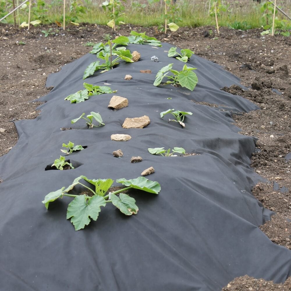 Plants growing through weed control fabric
