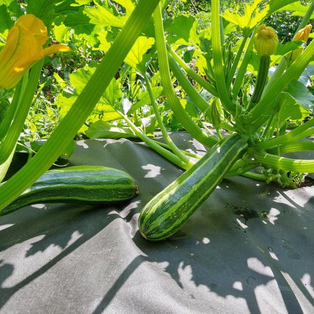 weed control fabric with vegetables
