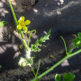 weed control fabric