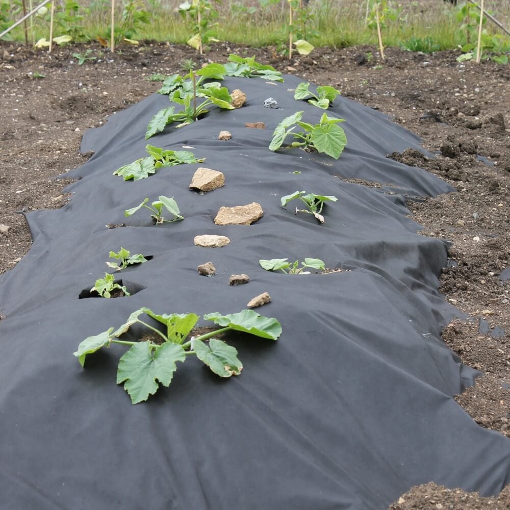 crops on weed control fabric