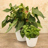 Abelia Flowerpot