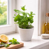 Potted plant on a windowsill with a lemon and cutting board in the foreground