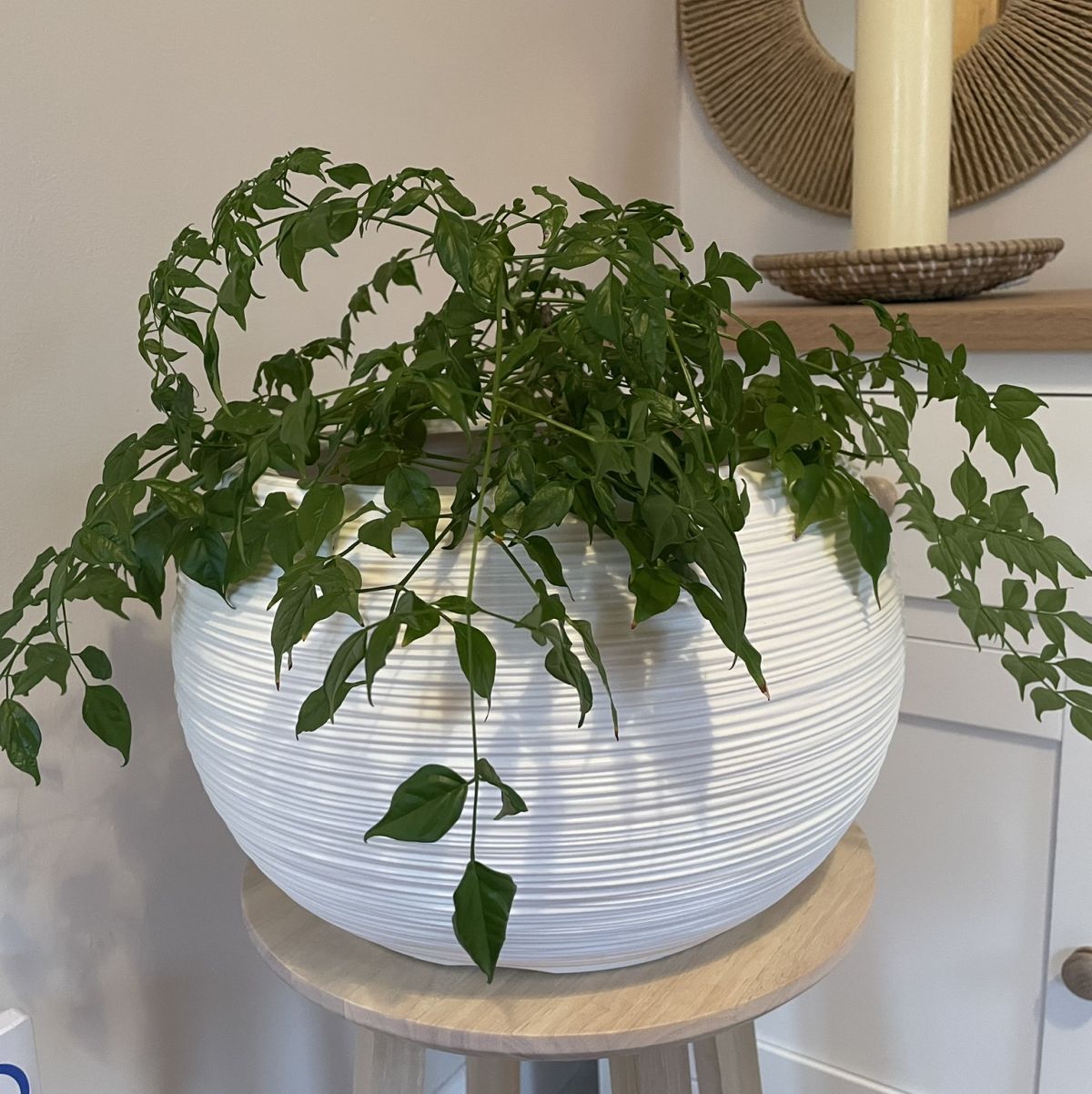 Round plant pot sat on small table next to sideboard