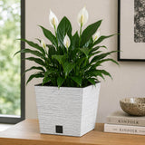 Potted plant with white flowers on a wooden surface next to books