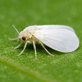 Whitefly Treatment a Natural Product